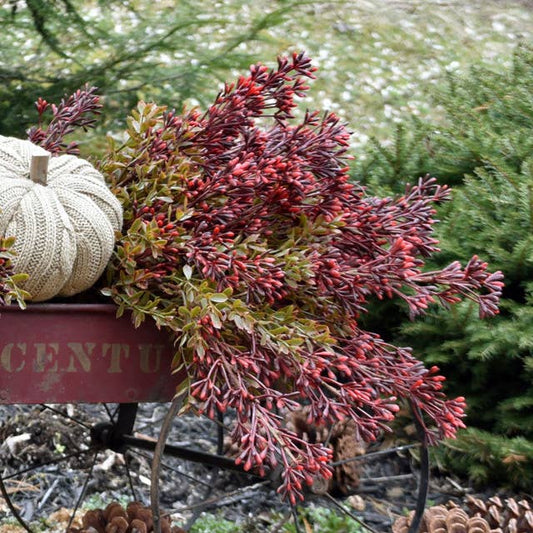 New England Boxwood & Berry Stems