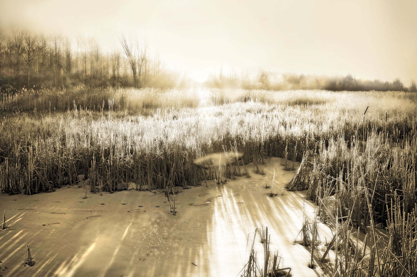 West Rutland Marsh