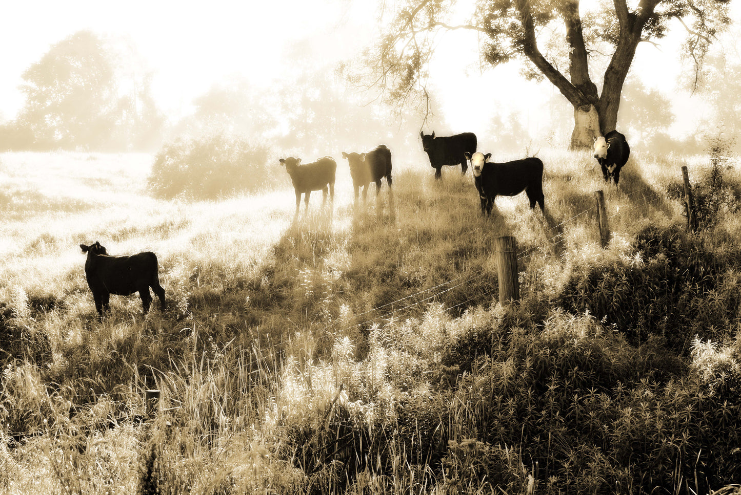 Out To Pasture