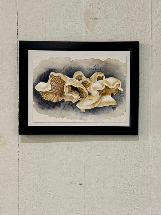 Still Life Collection - Mock Oyster