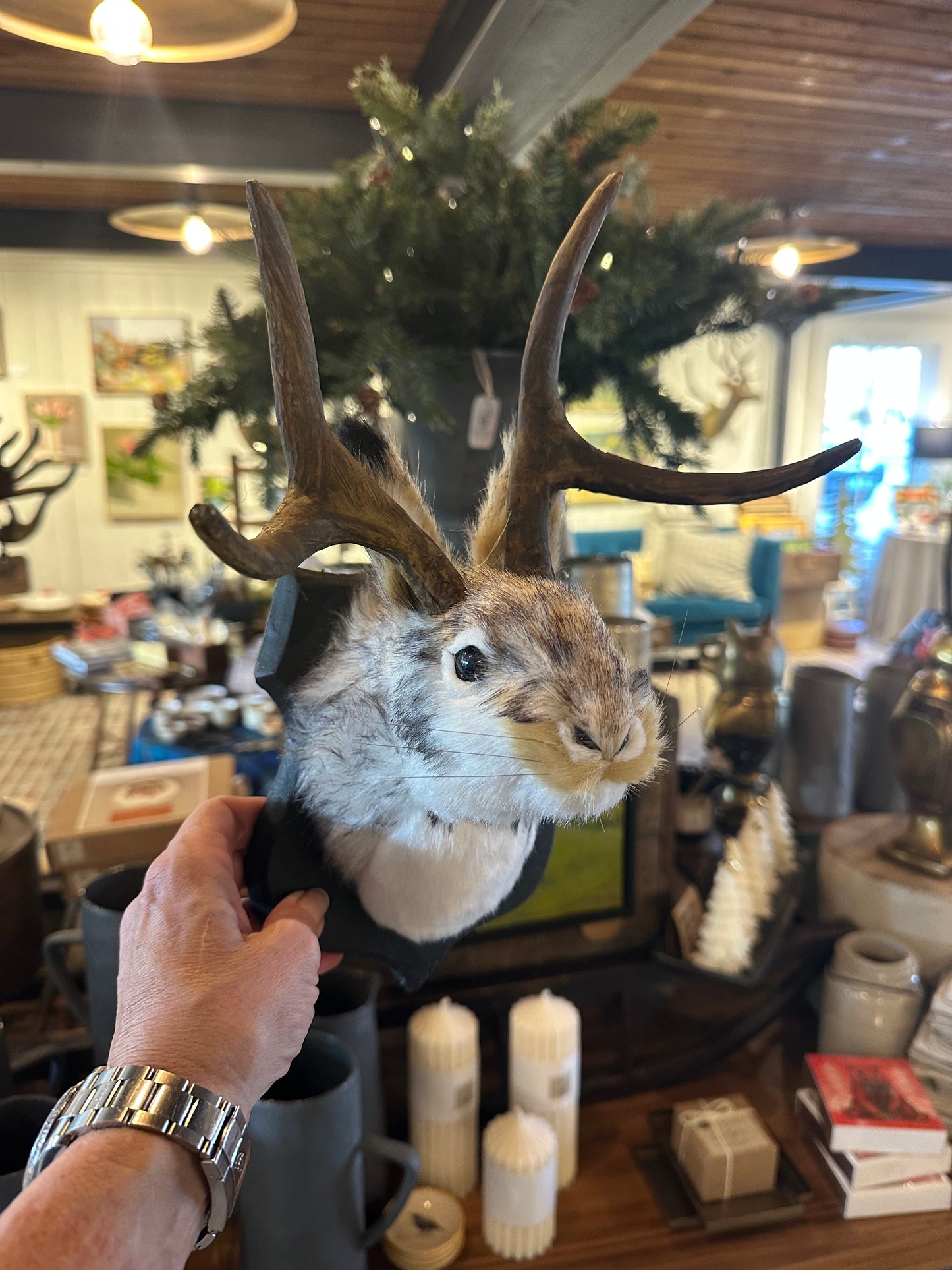 Jackalope Taxidermy