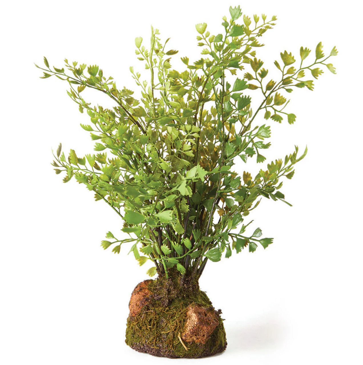 Maidenhair Fern Drop-in