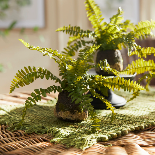 Boston Fern Drop-in