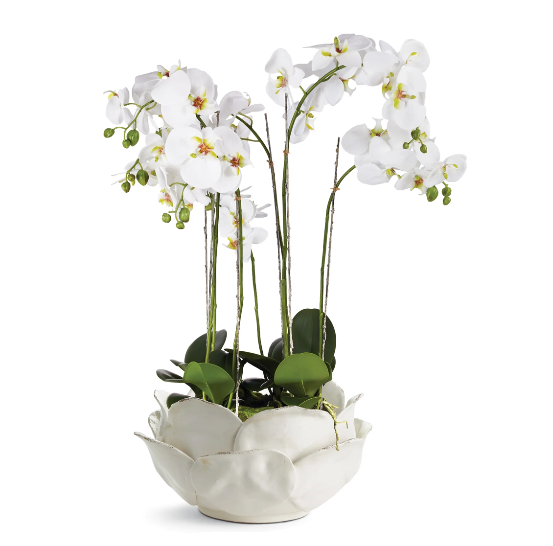 Snowdrop Drop-in