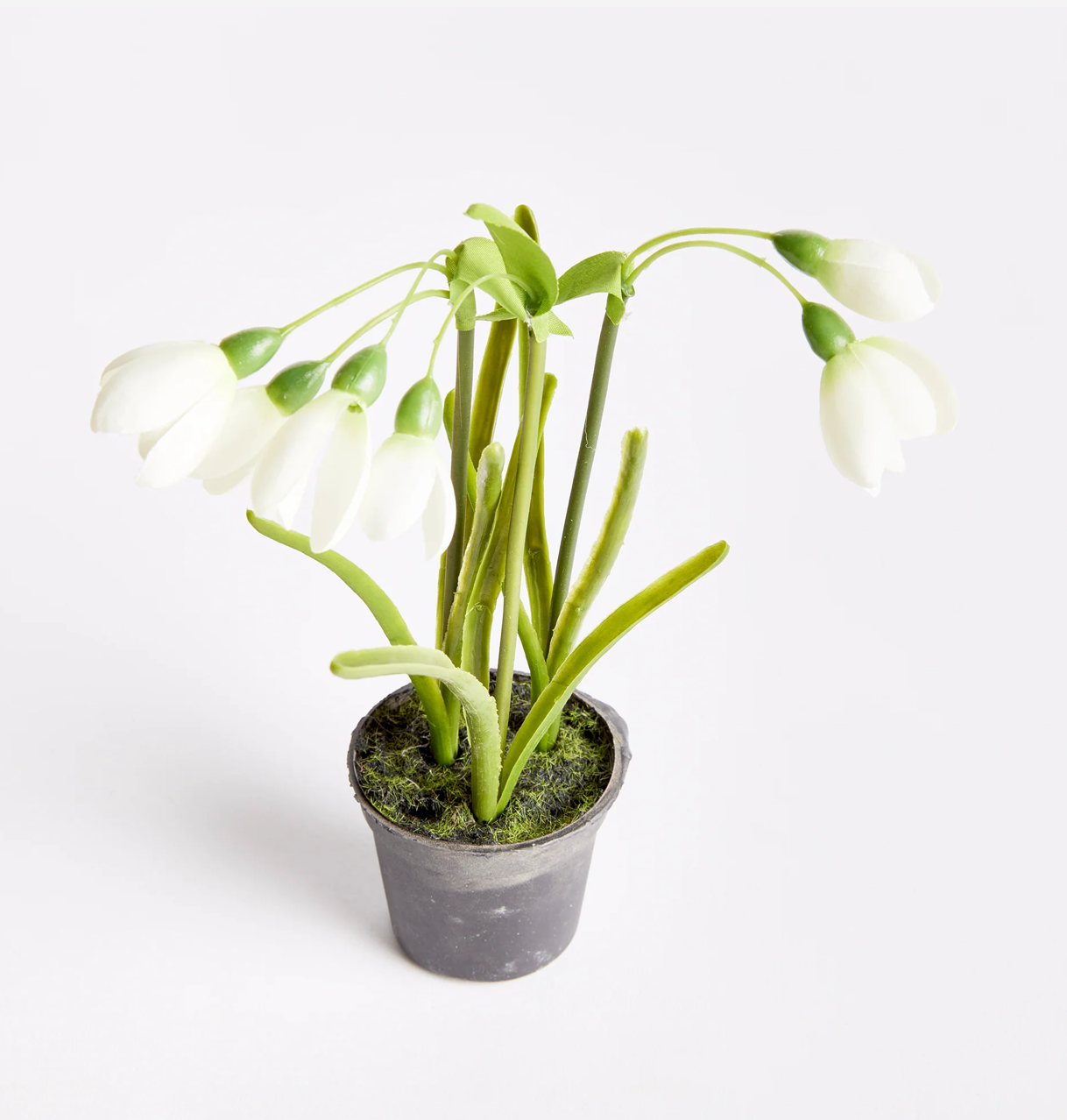 Snowdrop Drop-in