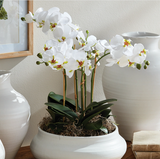 Phalaenopsis Orchid Bowl Drop-in 20"