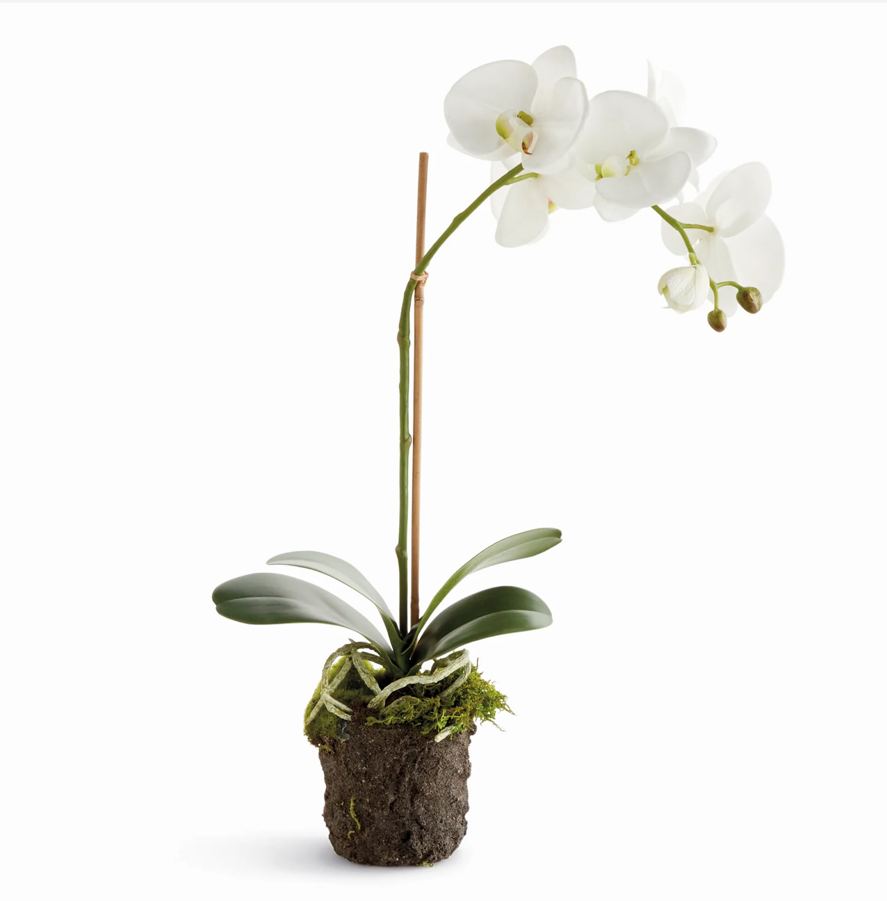 Phalaenopsis Orchid Bowl Drop-in 21"