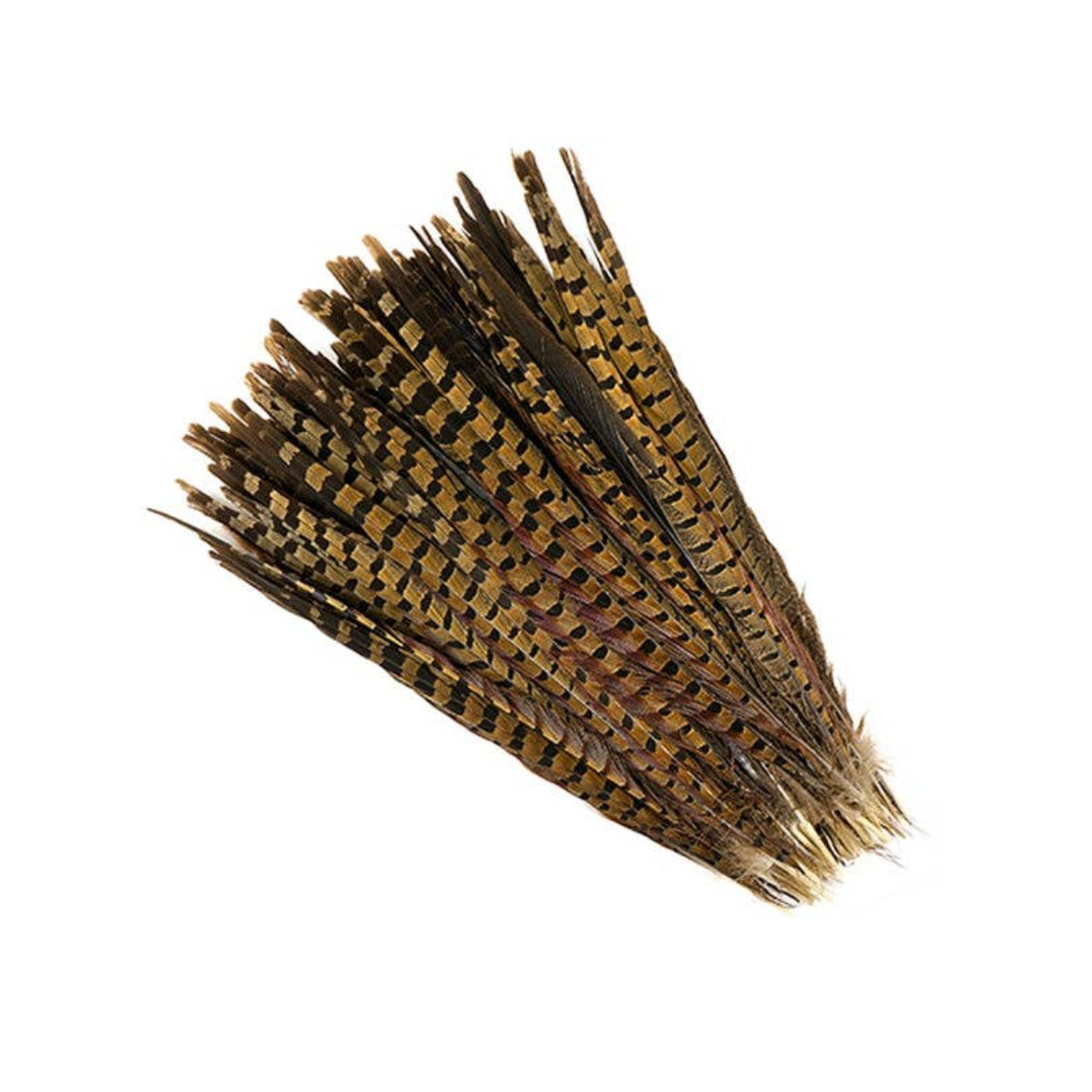 Pheasant Tail Feathers