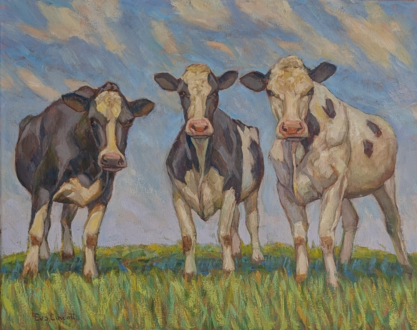Cows