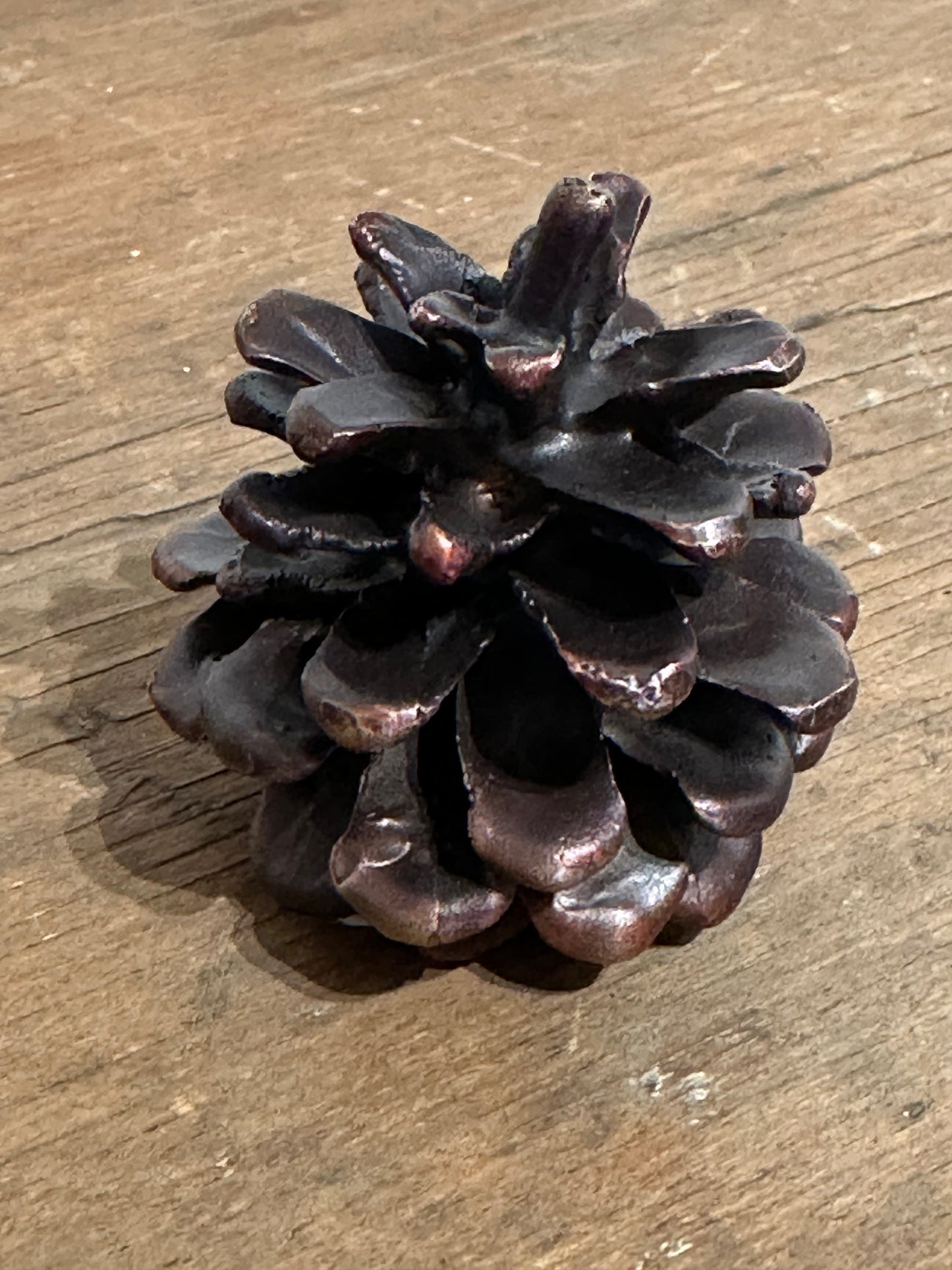 Handcast Bronze Ponderosa Pinecones