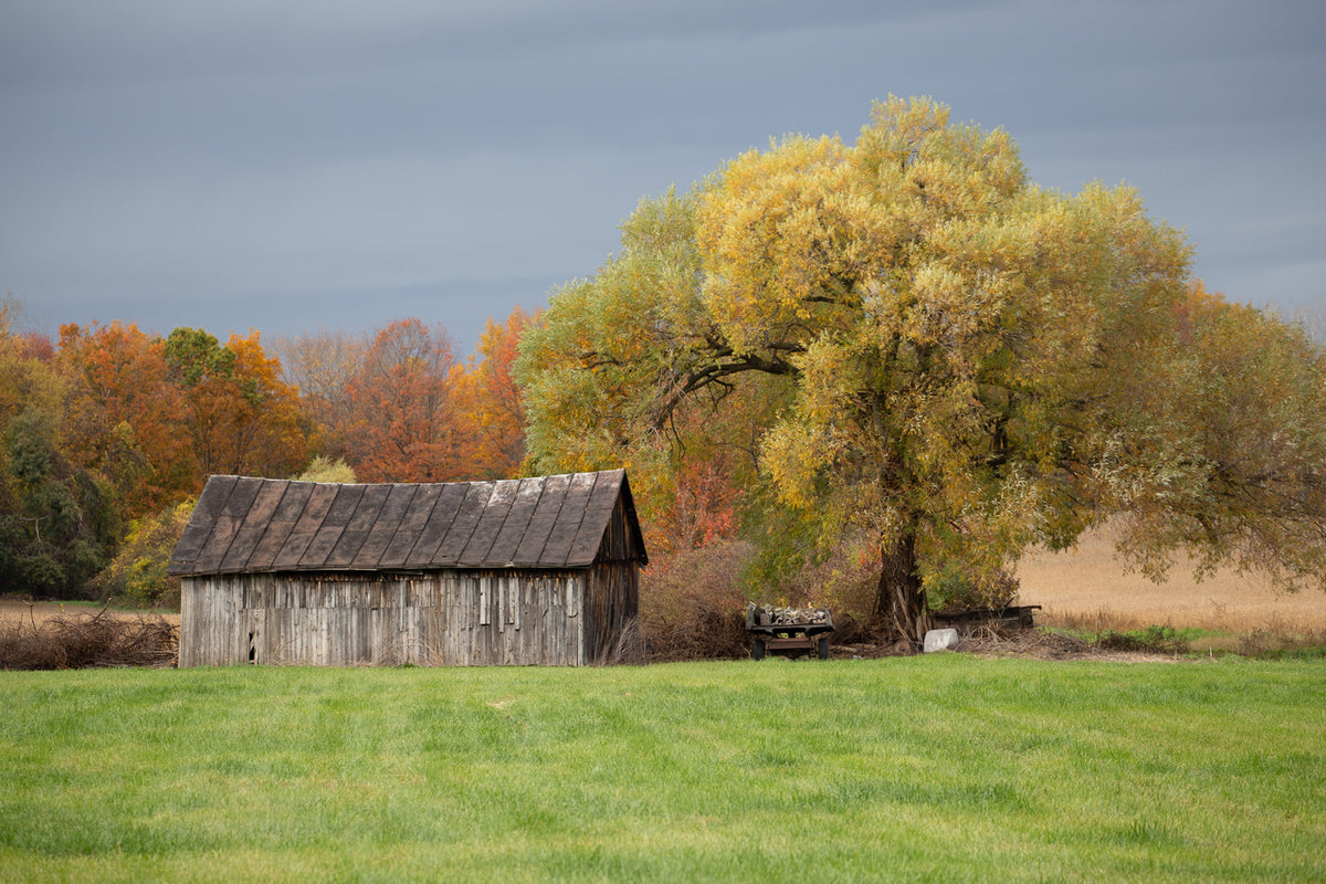 Weathered Autumn
