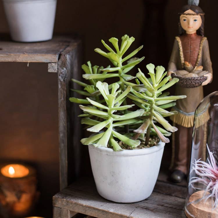 Potted Succulent Adromischus Succulent Plant