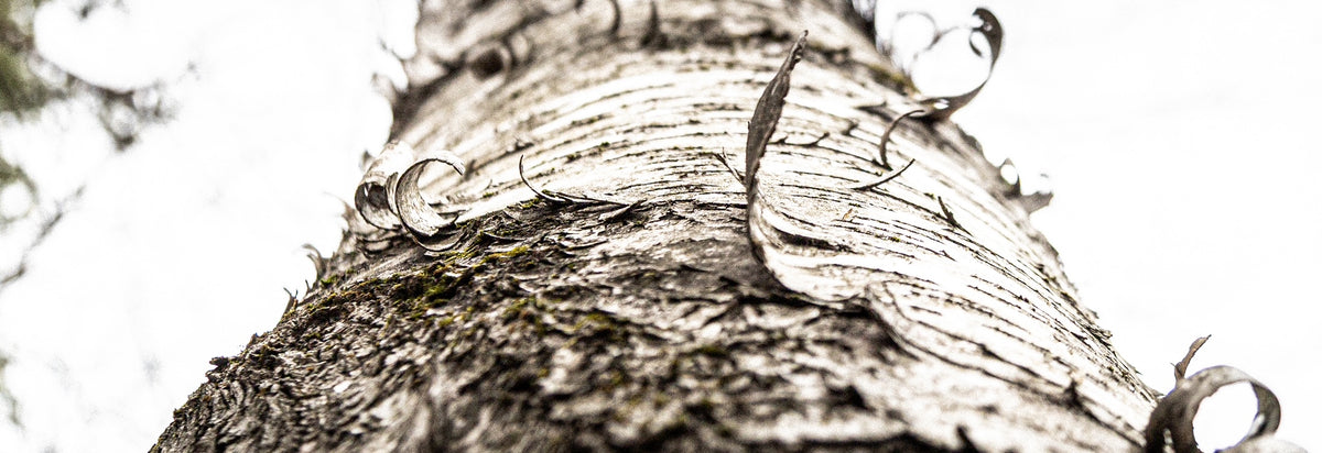 Birch II - Bookshelf Collection