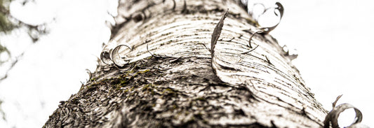 Birch II - Bookshelf Collection