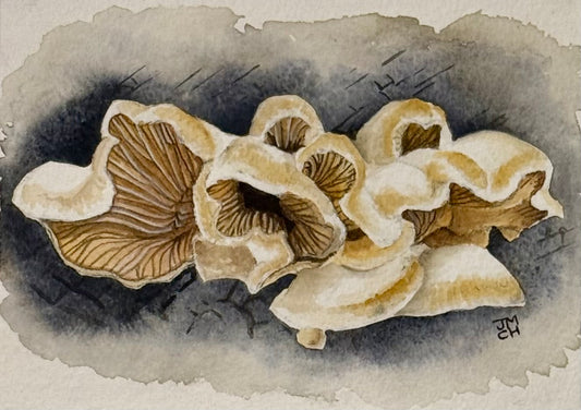 Still Life Collection - Mock Oyster
