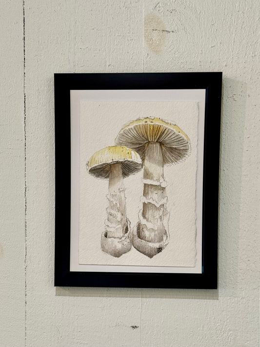 Still Life Collection - Yellow Amanita Mushroom