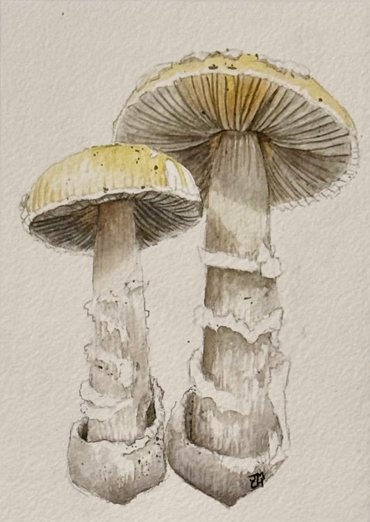 Still Life Collection - Yellow Amanita Mushroom