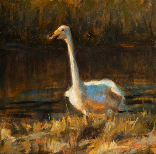 Whooper Swan