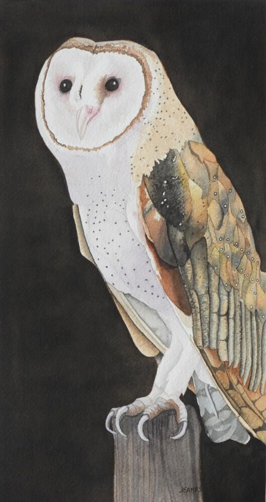 Barn Owl