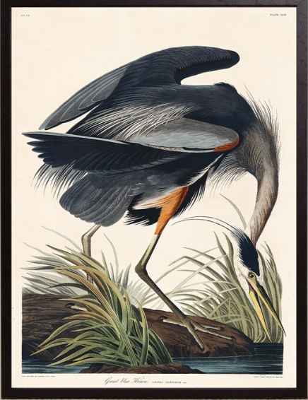 Framed Blue Heron Print