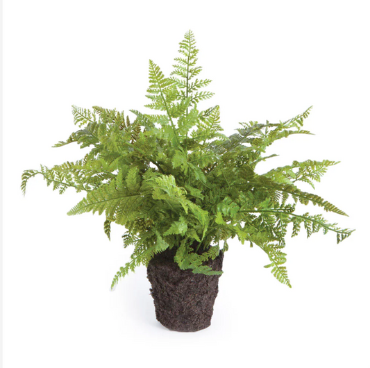 Soft Fern Drop-in