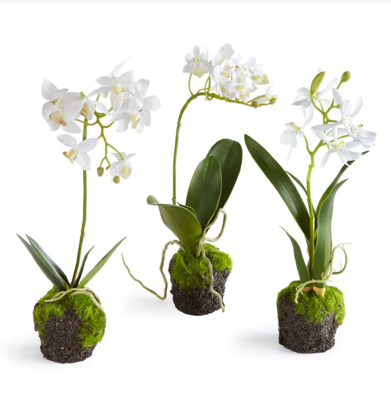 Dendrobium Orchid Drop-in