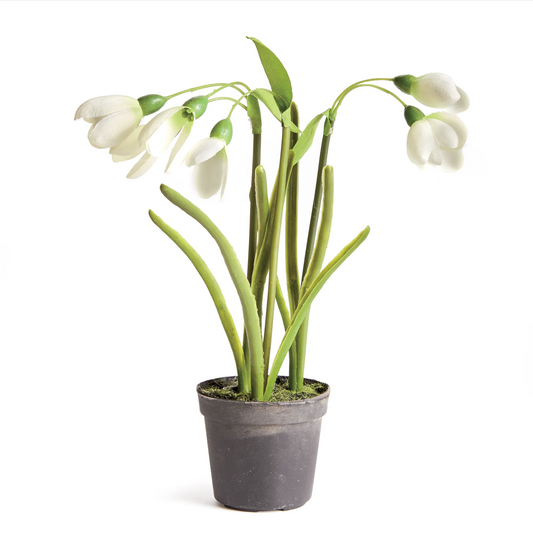 Snowdrop Drop-in