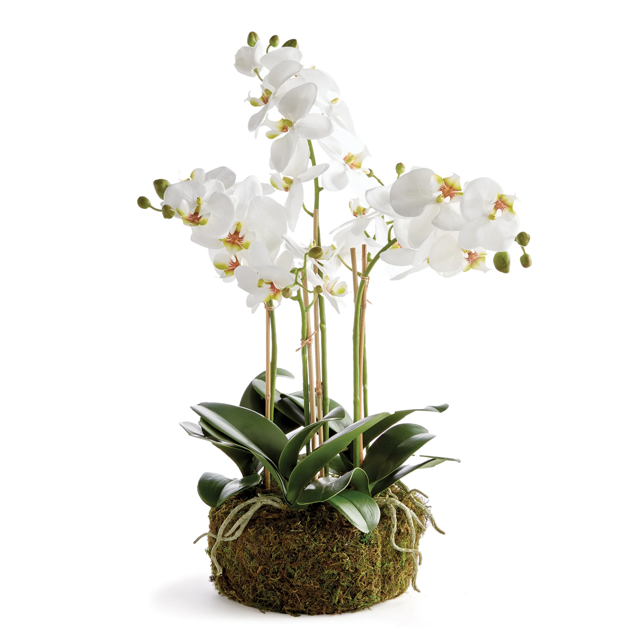 Phalaenopsis Orchid Bowl Drop-in 20"