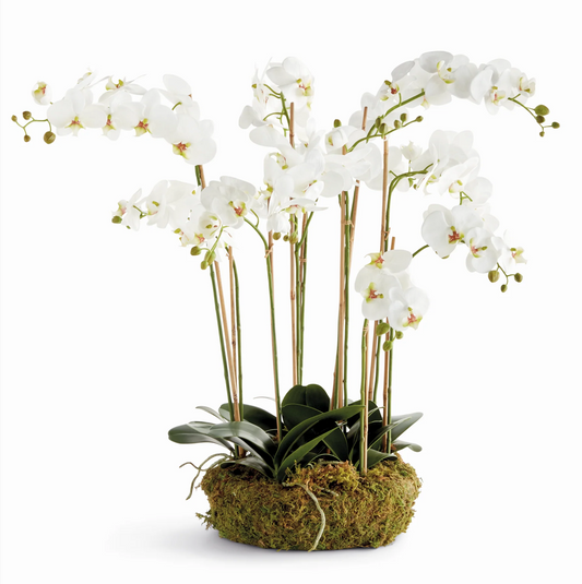 Phalaenopsis Orchid Bowl Drop-in 35"