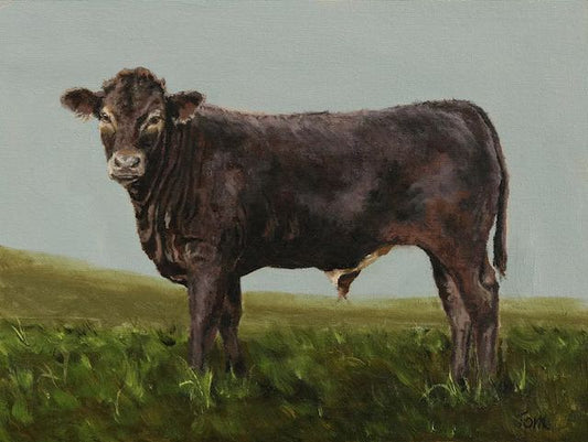 Swiss Braunvieh Bull Calf