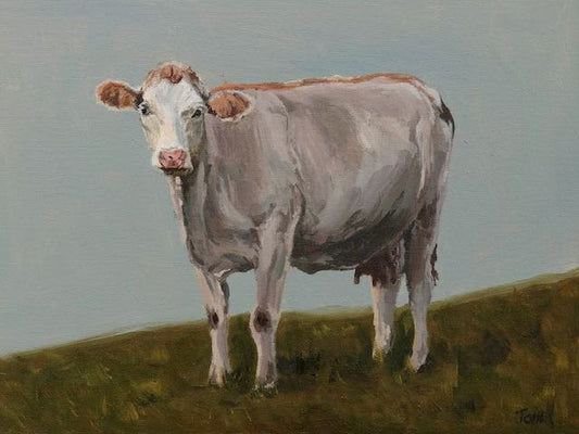 White Hereford Cow